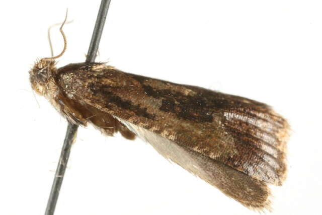 Image of Endothenia ericetana Westwood