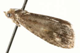 Image of Tortricid moth