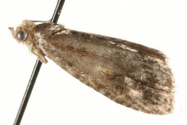 Image of Tortricid moth