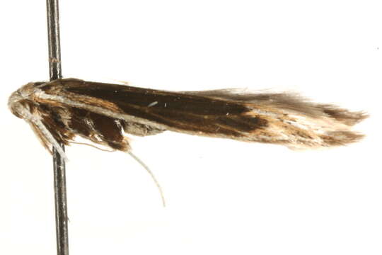 Image of Coleophora hackmanni Toll 1953