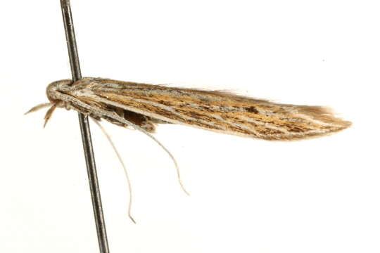 Image of Coleophora hackmanni Toll 1953