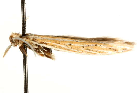 Image of Coleophora hackmanni Toll 1953