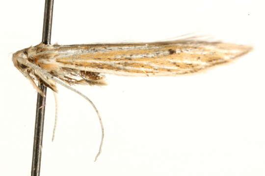 Image of Coleophora hackmanni Toll 1953