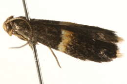 Image of Elachista bisulcella Zeller 1850