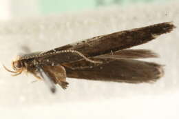 Image of Argyresthia pulchella Zeller 1846