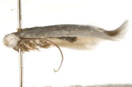 Image of Opostega salaciella (Treitschke 1833) Zeller 1839