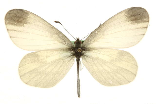 Image of Dismorphiinae