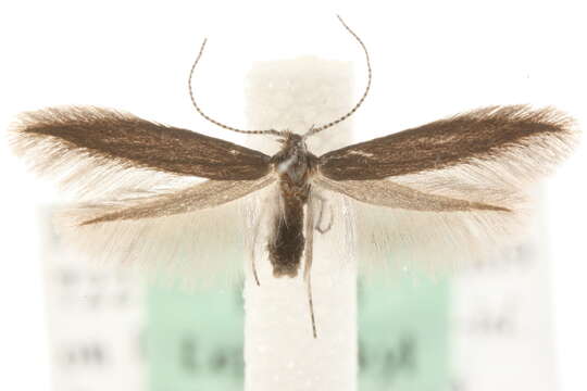 Image of Coleophora vitisella Gregson 1856