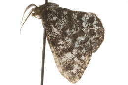 Image of <i>Macaria carbonaria</i>