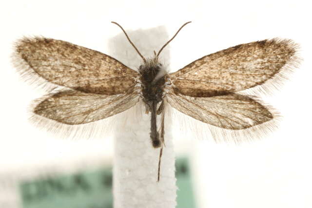 Image of birch leaf miner