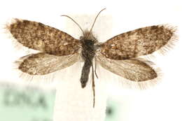 Image of birch leaf miner