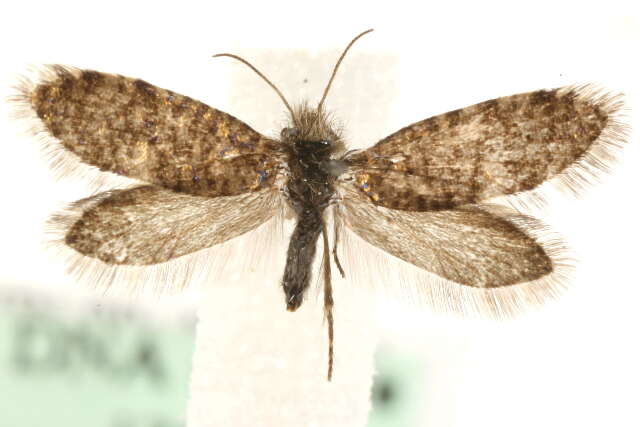 Image of birch leaf miner