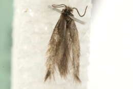 Image of Stigmella benanderella (Wolff 1955) Hering 1957