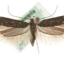 Image of Gnorimoschema valesiella Staudinger 1877