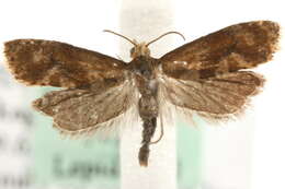 Image of <i>Gynnidomorpha minimana</i>