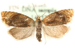 Слика од Eucosmomorpha albersana