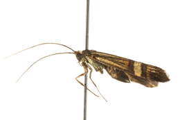 Imagem de <i>Nemophora amatella</i>