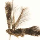 Image of Etainia albibimaculella (Larsen 1927) Puplesis et al. 1996