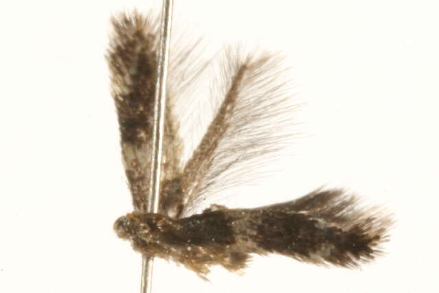 Image of Etainia albibimaculella (Larsen 1927) Puplesis et al. 1996