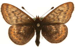 Image of Dingy Fritillary