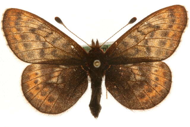 Image of Dingy Fritillary