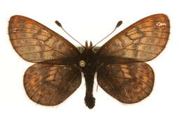 Image of Dingy Fritillary