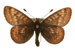 Image of Dingy Fritillary