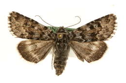 Image of Sympistis lapponica Thunberg 1791