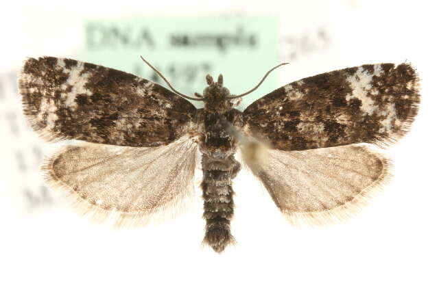 Image of Apotomis lemniscatana Kennel 1901