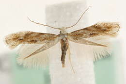 Image of <i>Bucculatrix bechsteinella</i>