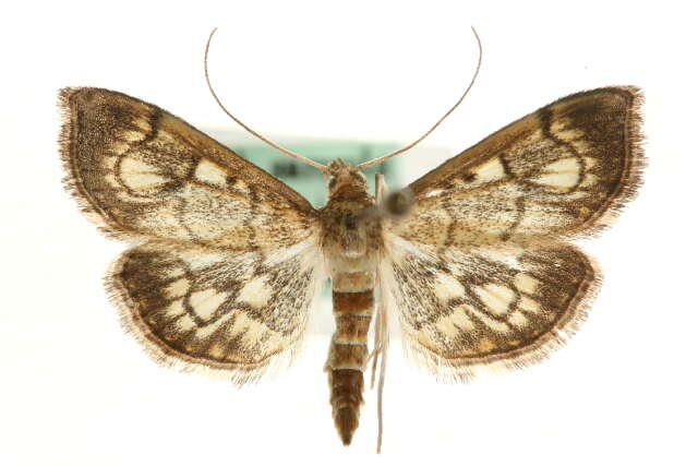 Image of <i>Anania stachydalis</i>