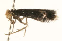 Image of Fomoria septembrella (Stainton 1849) Beirne 1945