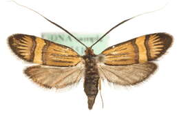 Imagem de <i>Nemophora amatella</i>