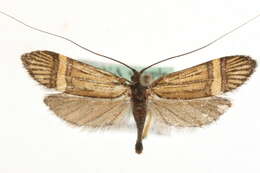 Imagem de <i>Nemophora amatella</i>