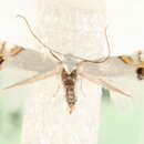 Image of Leucoptera orobi Stainton 1870