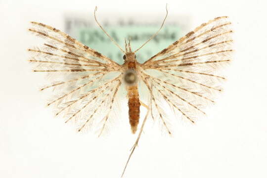 Image of twenty-plume moth