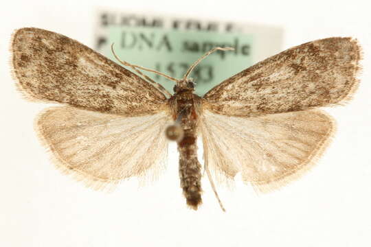 Eudonia aequalis的圖片