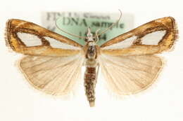 صورة <i>Catoptria permiacus</i>