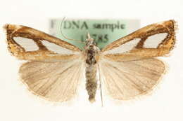 صورة <i>Catoptria permiacus</i>