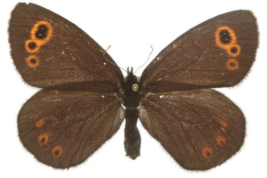 Image of Lapland Ringlet