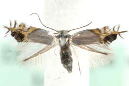 Image of Lyonetiidae