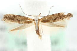 Image of Argyresthia dilectella Zeller 1874