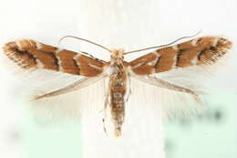 Image of horse-chestnut leaf miner