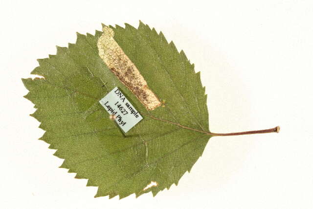 Image of birch leaf miner