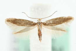 Imagem de Argyresthia aurulentella Stainton 1849