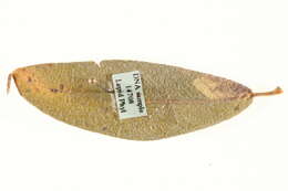 Image of Stigmella zelleriella (Snellen 1875) van Nieukerken 1983