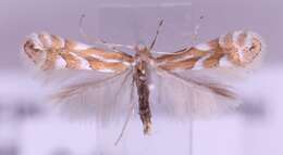 Image de Phyllonorycter dubitella (Herrich-Schäffer 1855)