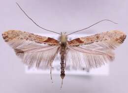 Слика од Caloptilia falconipennella (Hübner 1813)