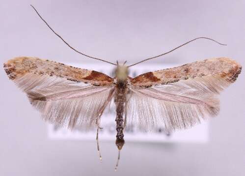 Image of Caloptilia falconipennella (Hübner 1813)