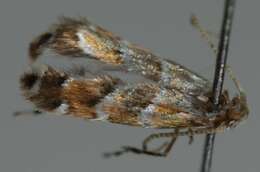 Image of horse-chestnut leaf miner